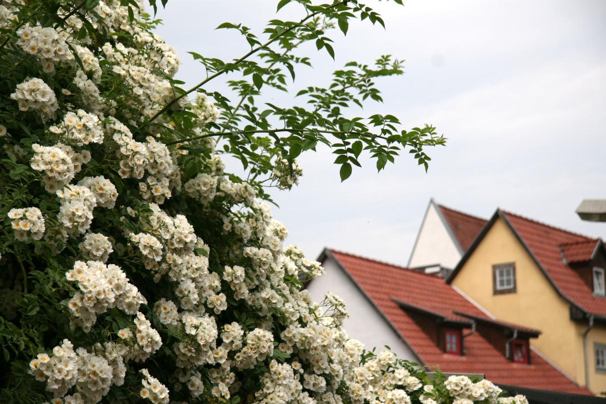 Pension am Dom Erfurt Exterior foto